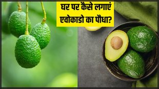 Avocado Plant । How to grow Avocado Plant । Avocado benefits