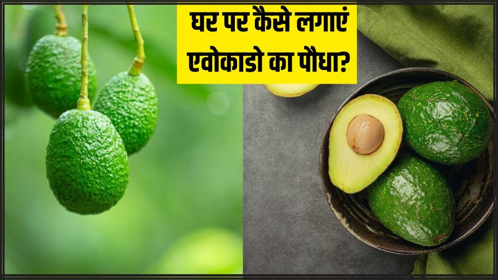 Avocado Plant । How to grow Avocado Plant । Avocado benefits