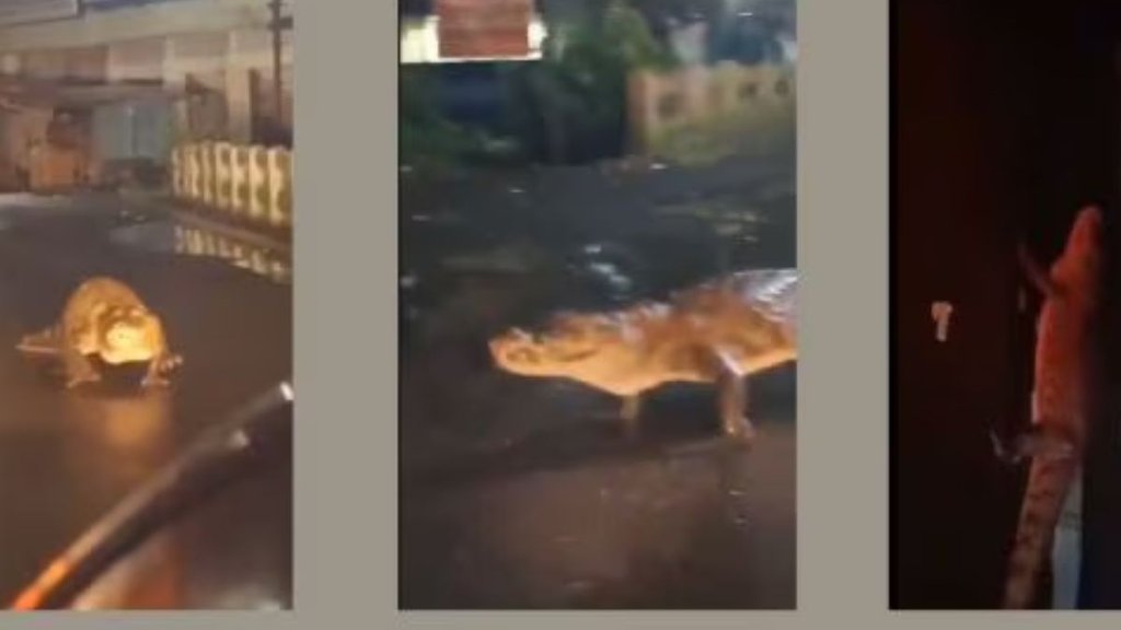 Crocodile On Maharashtra Road