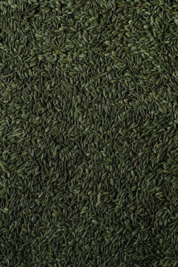 Fennel