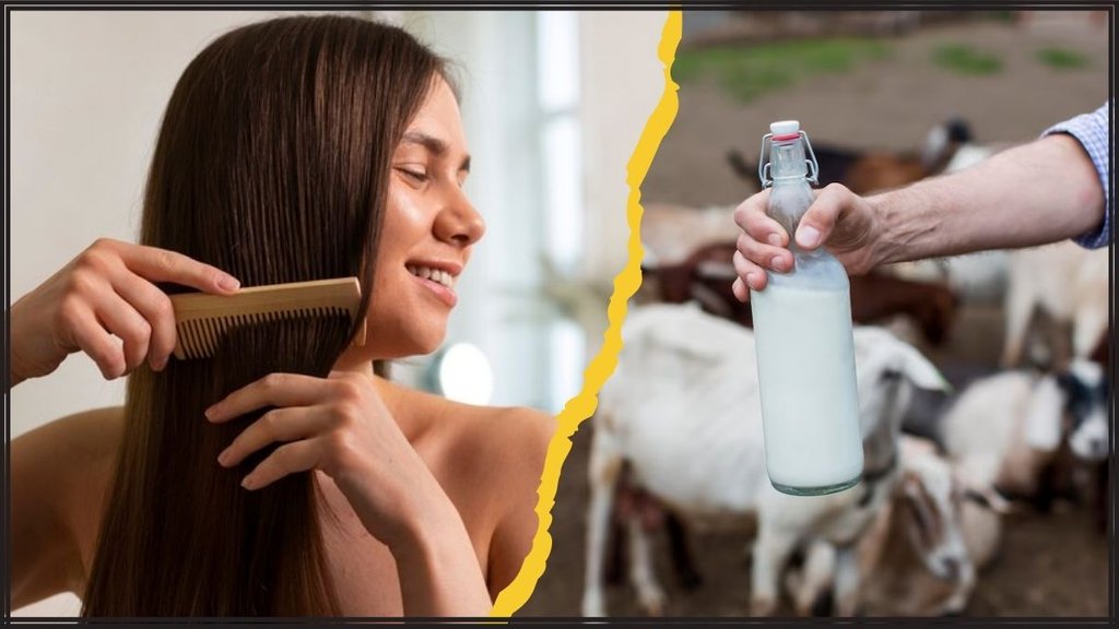 Goat Milk For Hair । Can goat milk be good for hair । How to wash hair with goat milk