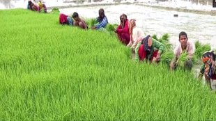 Kala Namak Rice, Rice, Uttar Pradesh News