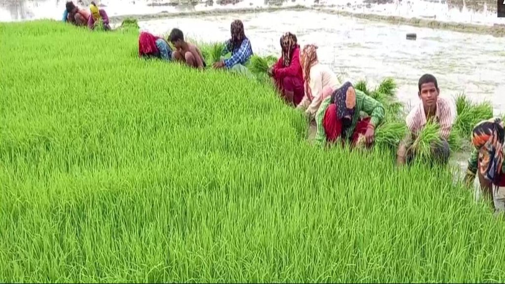 Kala Namak Rice, Rice, Uttar Pradesh News