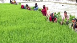 अब इंग्लैंड और अमेरिका भी चखेगा ‘कालानमक’ का स्वाद, UP सरकार द्वारा ODOP घोषित होने के बाद बढ़ी खुश्बूदार चावल की मांग