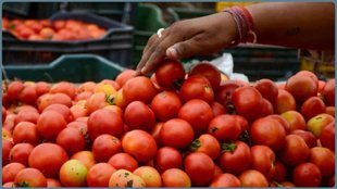 tomato price hike