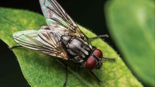 house flies naturally home remedies