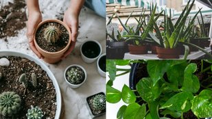 Save your Plants in Rainy Season
