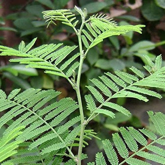 Religious significance of leaves in Hindu worship
