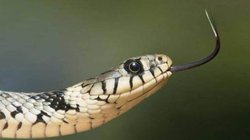 इस शख्स के पीछे ही पड़ गया सांप… एक महीने में 5 बार काटा, बचने के लिए मौसी के घर गया तो वहां भी नहीं छोड़ा