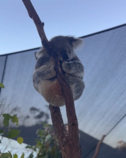 Koala named Priyanka