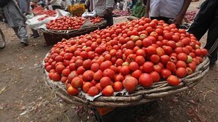Tomato Price Hike, Tomato Price, tomato price surge
