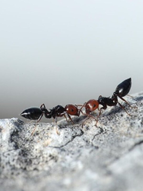 How To Get Rid Of Ants in kitchen