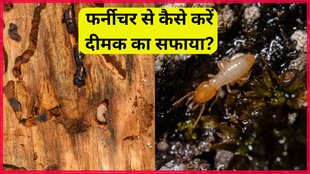 termites । termites Home Remedies । What kills termites the fastest
