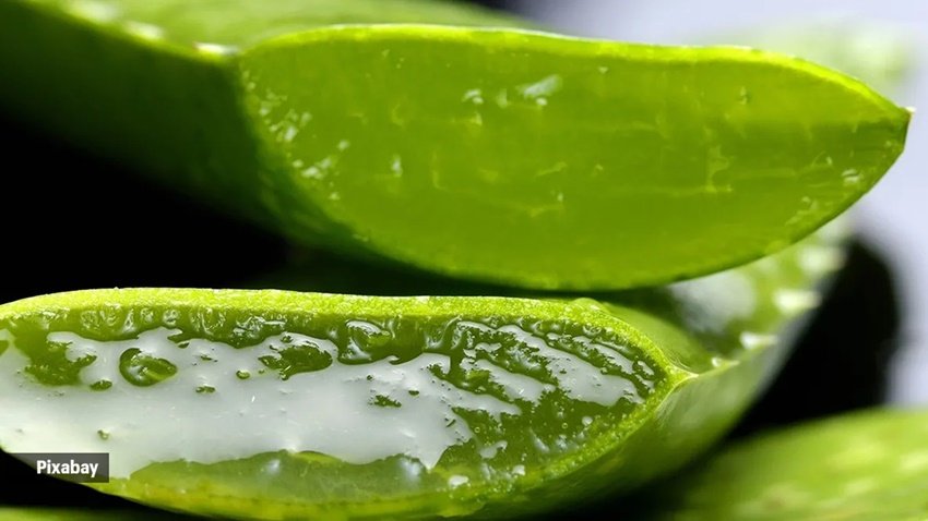 ऑयली स्किन पर क्या लगाना चाहिए: ऑयली स्किन वाले लोग कई अलग-अलग कारणों से परेशान रहते हैं। सबसे पहले तो स्किन पोर्स के ब्लॉक होने की वजह से स्किन में बैक्टीरिया बढ़ जाते हैं और फिर इससे एक्ने की समस्या होने लगती है। ऐसी स्थिति में जरूरी ये है कि आप ऑयली स्किन के कारगर चीजों का इस्तेमाल करें। जैसे एलोवेरा। एलोवेरा ऑयली स्किन (aloevera for oily skin) को अंदर से साफ करने वाला है और एंटीबैक्टीरियल गुणों से भरपूर है जो कि स्किन को पूरी तरह से साफ कर सकता है। (P.C. Pixabay)