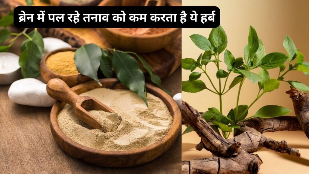 Ashwagandha Benefits, Ashwagandha herbs, how to consume Ashwagandha, reduce stress, Ashwagandha for infertility improve,