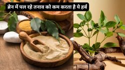 Ashwagandha: 1 महीने तक अगर अश्वगंधा का सेवन किया जाए तो बॉडी कैसे रिएक्ट करती है, एक्सपर्ट से जानते हैं