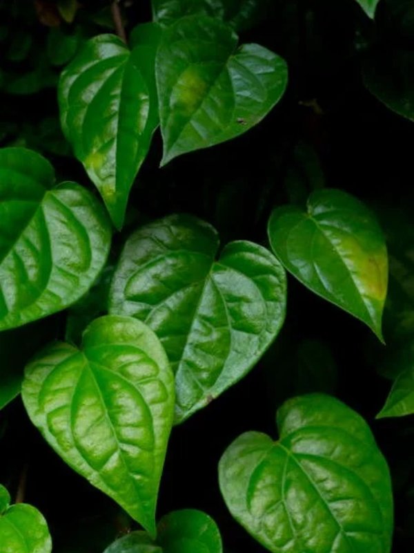 Betel leaves । betel leaf । betel leaf benefits
