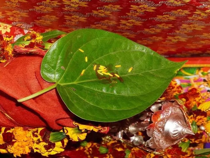 Leaves used in Hindu puja