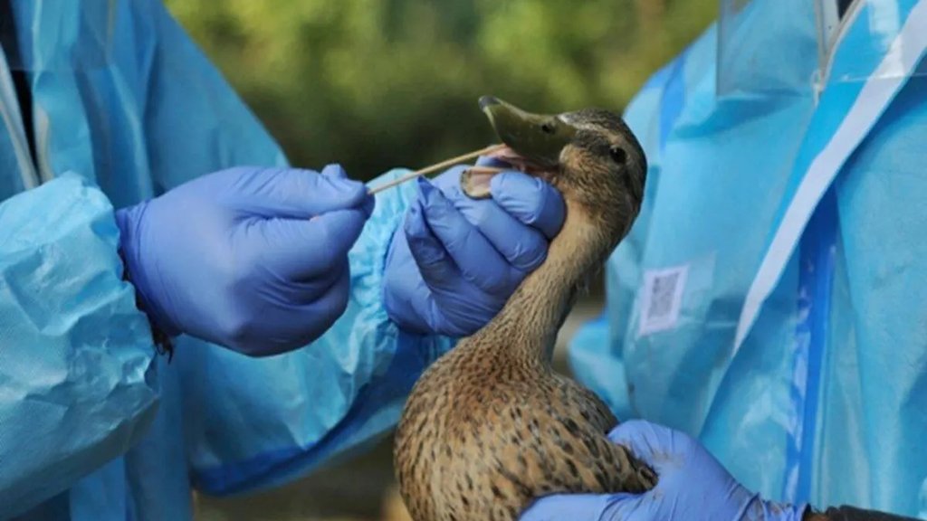 bird flu new variant, bird flu, new variant