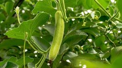 मेडिकल इतिहास की दुनिया का पहला केस, एक शख्स के इस अंग में फंस गई लौकी, दो घंटे के ऑपरेशन के बाद बची जान