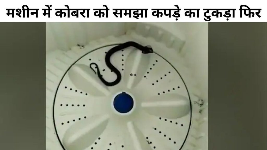 Baby cobra found in Kerala washing machine