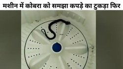 वॉशिंग मशीन में छिपा बैठा था कोबरा, शख्स ने समझा कपड़े का टुकड़ा, फिर…