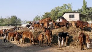 cow smuggling