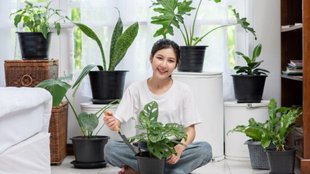 Monsoon Indoor Plants Tips, Rainy season plants in India, Monsoon plants, Monsoon Plants for home, Indoor fragrant plants India, Monsoon flowering plants in India,