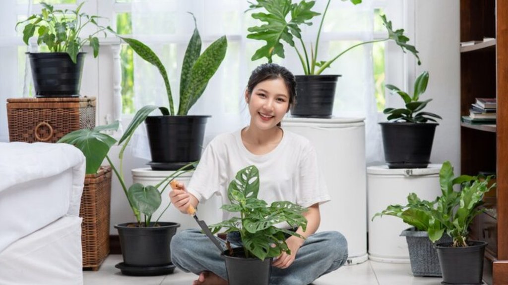 Monsoon Indoor Plants Tips, Rainy season plants in India, Monsoon plants, Monsoon Plants for home, Indoor fragrant plants India, Monsoon flowering plants in India,