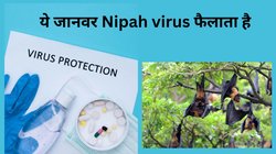 Nipah virus infection: कितना खतरनाक है निपाह वायरस? कैसे और कितने समय में दिखते हैं इसके लक्षण,जानें बचाव का तरीका