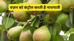 Pear Fruit Benefits: बरसात में रोज़ाना एक नाशपाती का सेवन करने से बॉडी पर कैसा होता है असर, जानिए