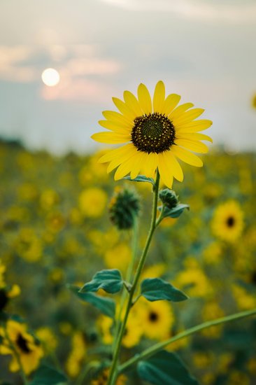 Sunflower Rain Issues