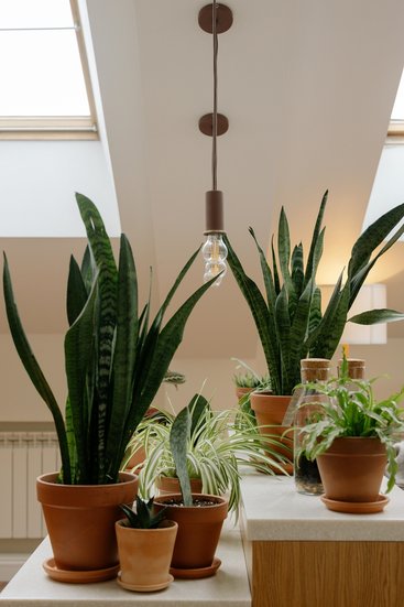 Snake Plant Watering Tips
