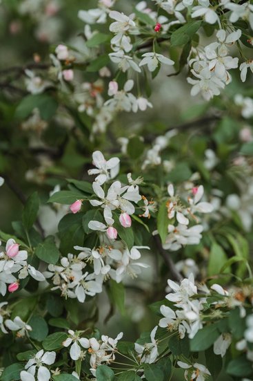 Jasmine Plant Rain Effects
