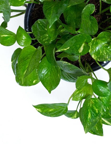 Money Plant Overwatering