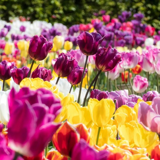 Tulip Rain Protection