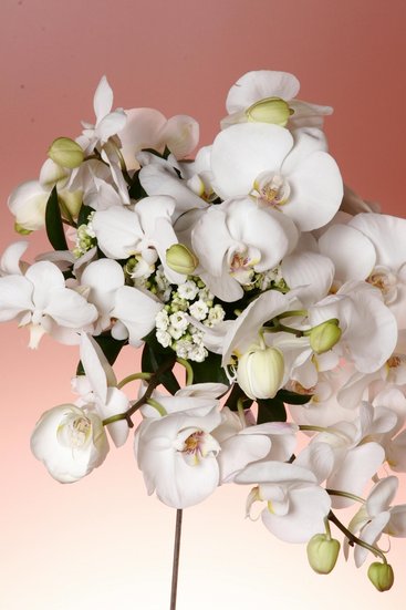 Orchid Plant Rain Care
