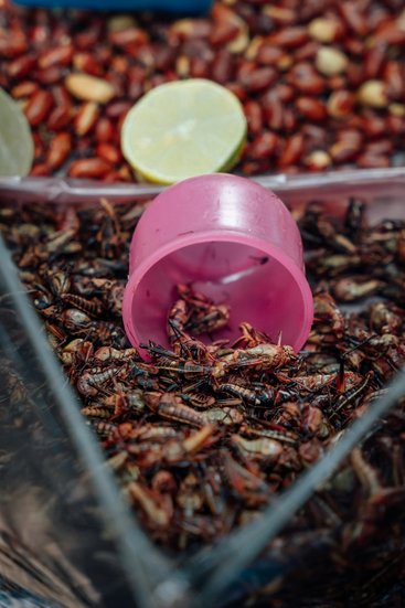 SFA insect consumption