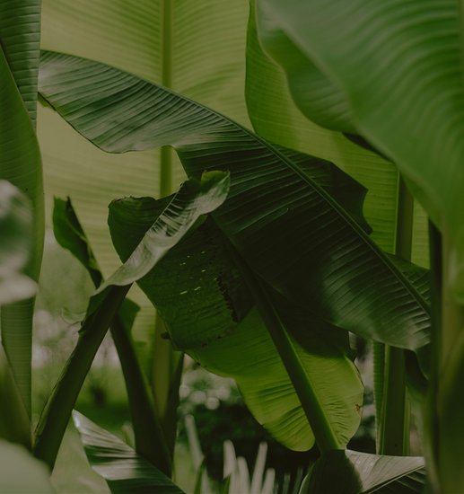 Sacred leaves in Hinduism