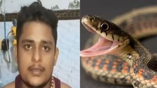 snake bite, fatehpur, news