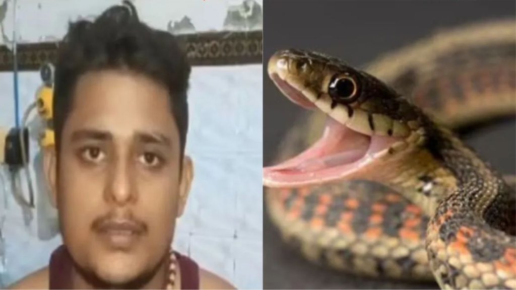 snake bite, fatehpur, news