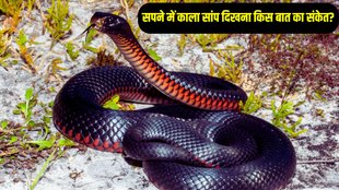Black Snake In Dream, snake dream meaning