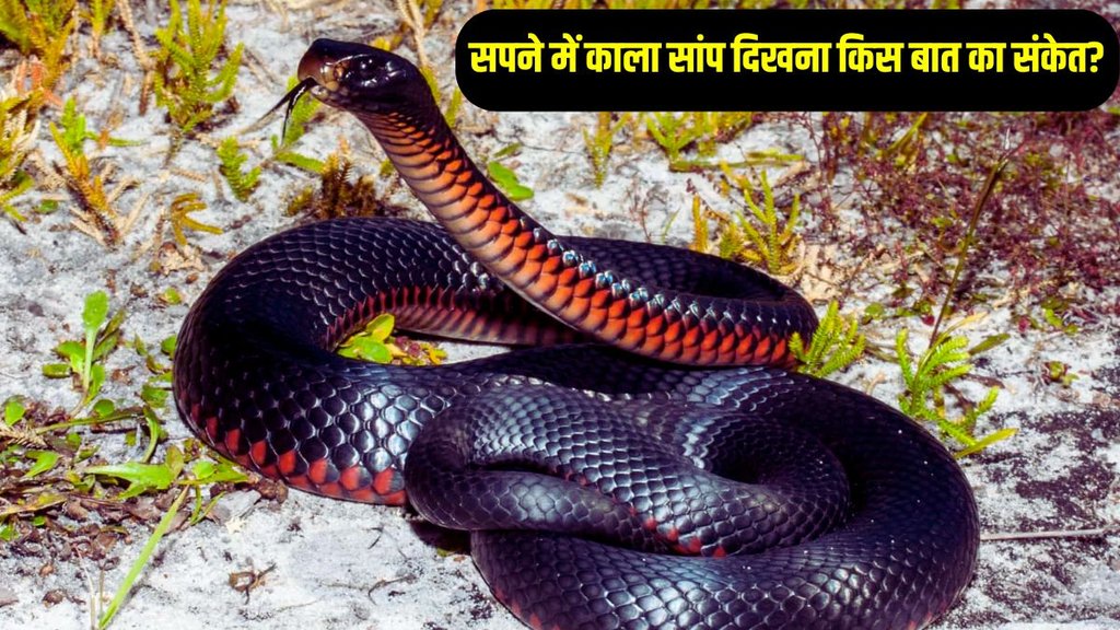 Black Snake In Dream, snake dream meaning