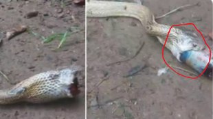 King Cobra snake, Snake, snake viral video,