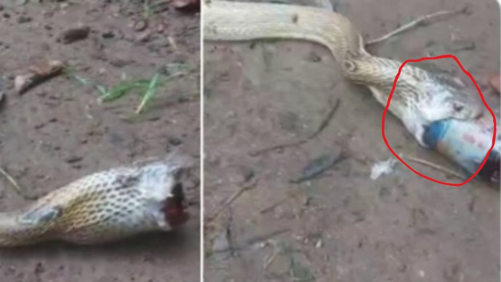 King Cobra snake, Snake, snake viral video,