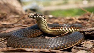 snakebite