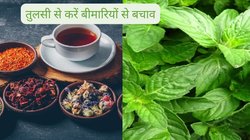 Tulsi Kadha: बरसात में इस काढ़े का करें सेवन, 100 फीसदी टल जाएगा बीमारियों का खतरा, बॉडी भी रहेगी हेल्दी