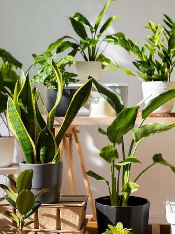 lucky plants for home vastu, 5 lucky plants, lucky plants in front of the house, lucky plants indoor, good luck plant name,