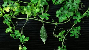 Bitter gourd health benefits