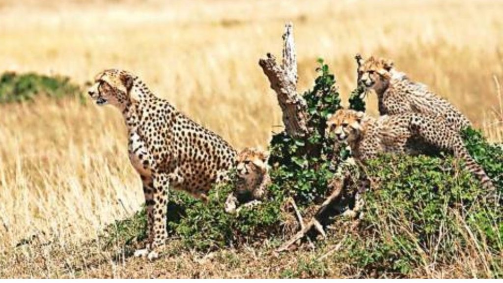 Cheetah in India | Project Cheetah | namibia cheetah | south african cheetah